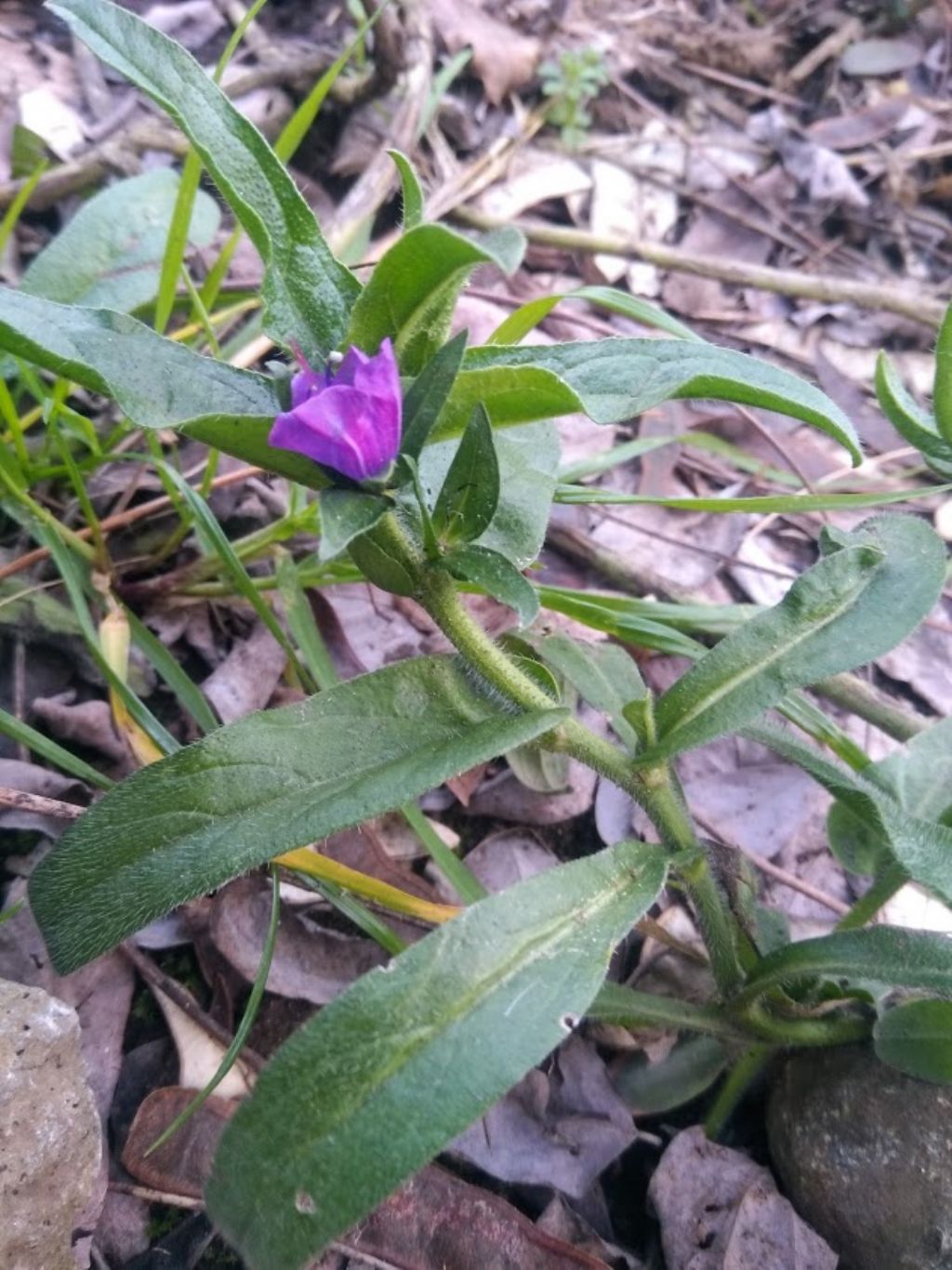 echium vulgare?